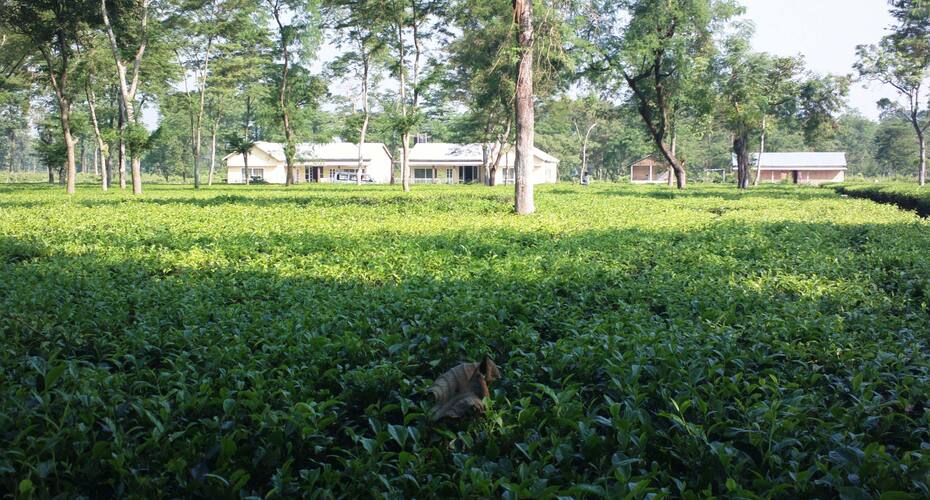 Acacia Eco-Resort, Dooars 2